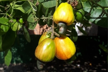 Lençóis Maranhenses